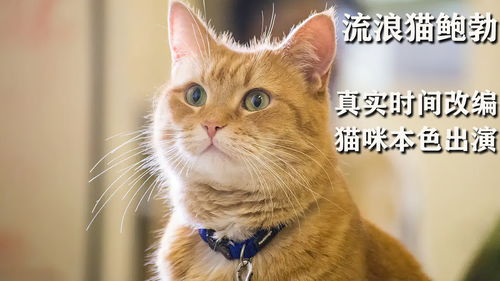 你相信猫咪会给人带来好运吗 