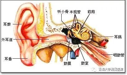 神奇的眩晕病 耳石症