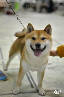 广东人 涉犬管理新规来了 这些养犬不文明行为将被罚款