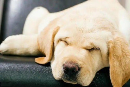 别买狗窝了,这6个地方,才是狗狗最爱睡觉的地点