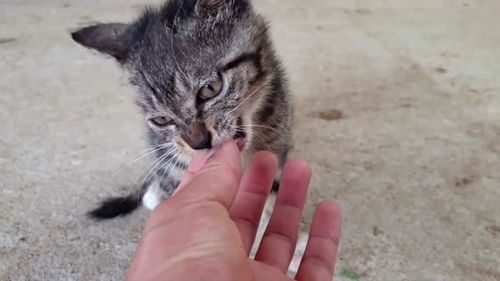 小猫咪们胆子真大,上前跟它打招呼竟然敢跑过来咬我的手指,一点都不怕我 