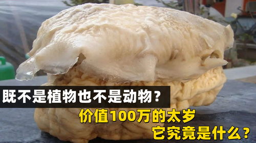 既不是植物也不是动物 价值100万的太岁,它究竟是什么 