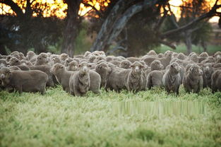 奥群牧业澳洲白羊长什么样子谁有照片让我看看呗 拜托 