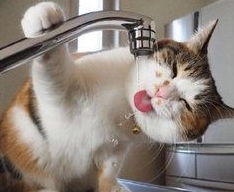 宠物猫为什么喝水也怕水,其实让猫喝水的方法用对了,其实也不