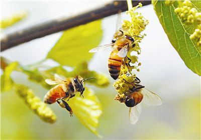 一箱蜜蜂一般每年产多少蜜 