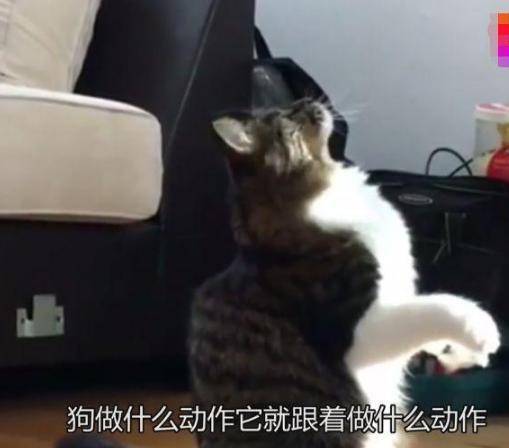 一只被二哈养大的猫,一直认为自己是条狗,已经失去了做猫的骄傲