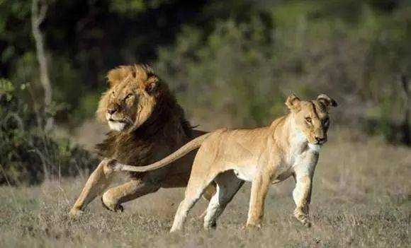 雄狮为了保护妻子不料遭遇重创,事后母狮的表现被说太冷血