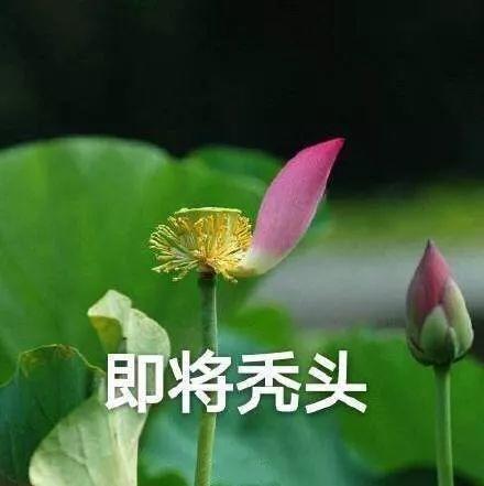 微信蓮花頭像大全帶字 - 搜狗圖片搜索