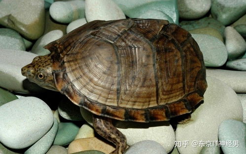 乌龟 是一类怎样的生物 为什么会比较长寿 