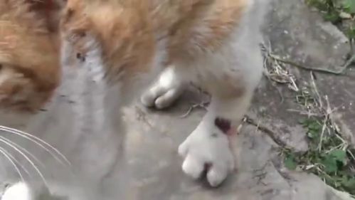 好聪明的橘猫,腿受伤了懂得跟人类求救 