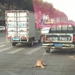 深圳货车司机把小狗绑在车尾拖死图 
