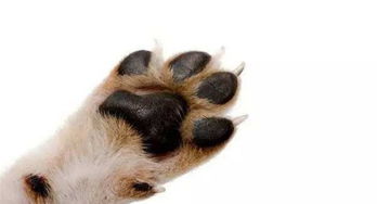每天都会和狗子握手的铲屎官,最容易忽略的竟然是狗狗爪子的疾病