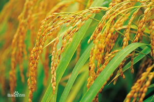 水稻的生长周期是多少天,稻谷要生长多久才能割