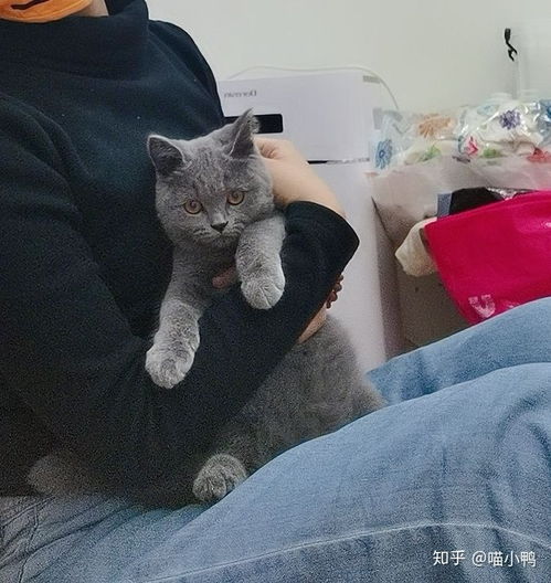 为什么说蓝猫是最不值钱的猫 