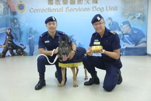 香港惩教署1只8岁警卫犬退休 市民可申请领养 