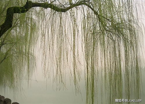 不同年份的生肖马,6月遭遇 夺食 保持微笑,平静就是旺运