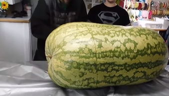 中国最大的西瓜有多少斤 世界最大西瓜365斤