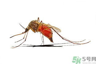 打黄热病疫苗注意事项 防蚊虫叮咬的最好方法