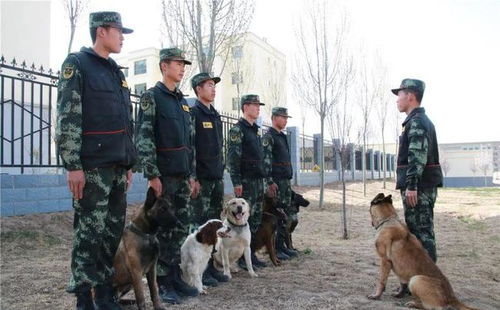 高原警犬兵,带你体验不一样的风采