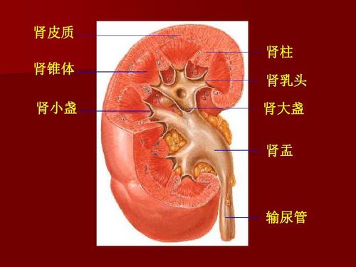 肾不好的5大表现,快看看你中招了吗