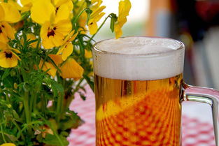 啤酒养什么花最好 什么花不能浇啤酒水