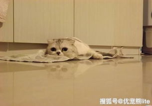 优宠熊养宠必修课,需不需要给猫咪定期驱虫,猫咪驱虫选择什么驱虫药更有效