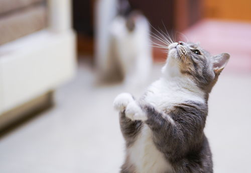 训练猫咪蹲下 击掌 握手等 6 个小把戏的方法