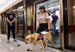 导盲犬 可乘坐北京地铁