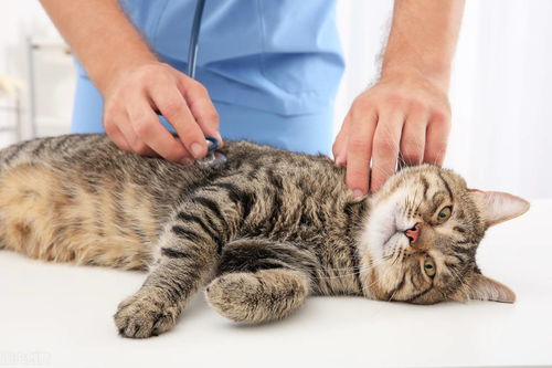 猫咪得了胰腺炎有什么表现 能治好吗