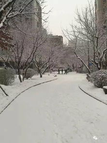 沈阳下雪了,拍个雪景看看 