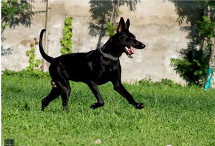 一个非常有争议性的犬种 墨界黑狼犬