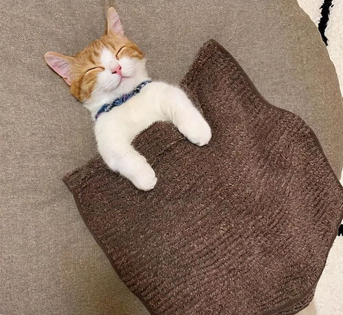 日本这只小奶猫火了,睡姿奇特,引无数网友围观