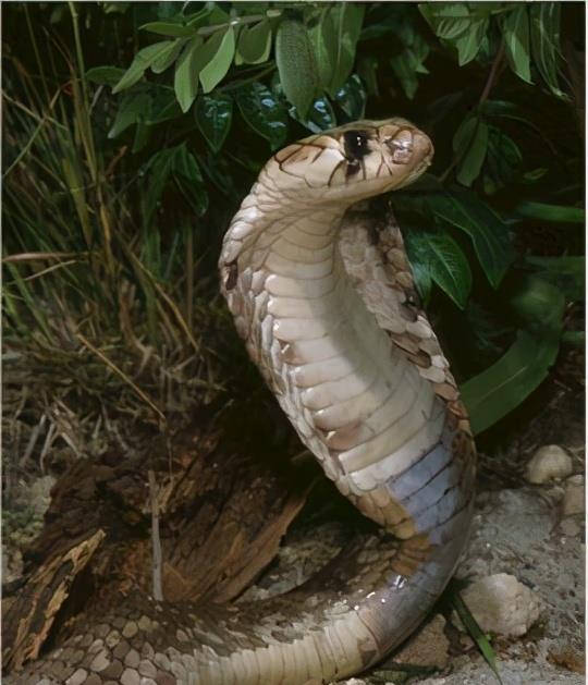 帝皇眼镜蛇王,全世界最大毒蛇之一,攻击速度极快 精准无比