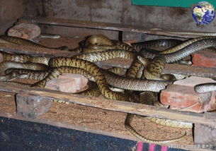 餐桌上最常食用的蛇类是什么品种 答案就是这种滑鼠蛇