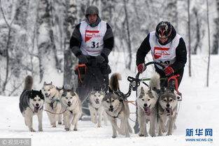 俄罗斯举行狗拉雪橇比赛 哈士奇一展实力