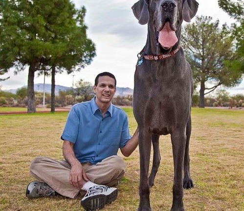 世界10大超大型猛犬,藏獒在它们面前像玩具,你见过最大的狗吗