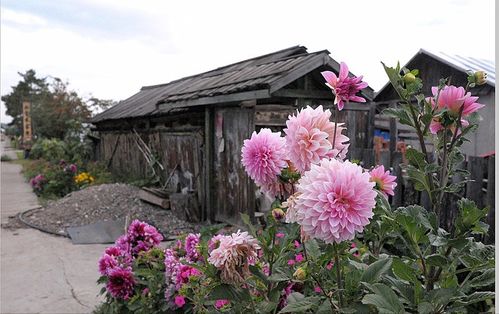 名字俗气花不俗,被名字耽误一生的花,开花艳丽无人识