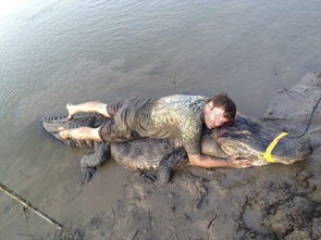 美国民众捕获330公斤鳄鱼 欲将其剥皮做相框 