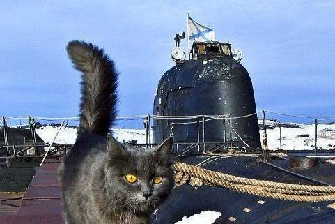 西方流行舰猫,为什么我们不搞这一套 辽宁舰上能养猫吗