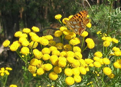 艾菊Tanacetum vulgare 