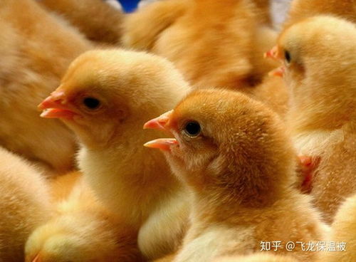 鸡苗孵化方法及注意事项,怎么人工孵化鸡蛋