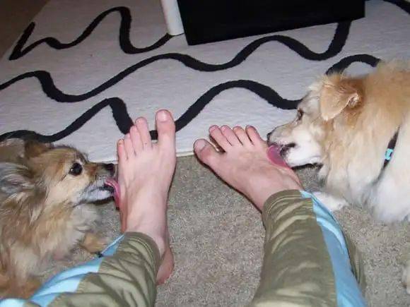 为什么狗喜欢舔主人的脚