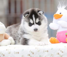 长期繁殖蓝眼三火哈士奇 各类纯种名犬 签协议