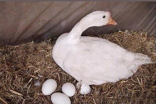 鹅蛋什么季节产蛋？(鹅下第一个蛋能吃吗？)