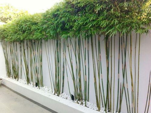 当家里有个后院,我就在围墙墙根处种上一排竹子,绿油油看着舒心