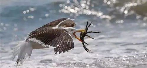 海鸥捕捉螃蟹,聪明地避开螃蟹大螯,专门背后啄食