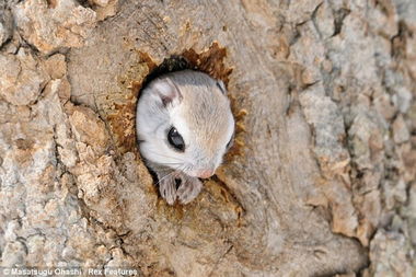 俄罗斯飞鼠树洞中探头张望可爱至极 