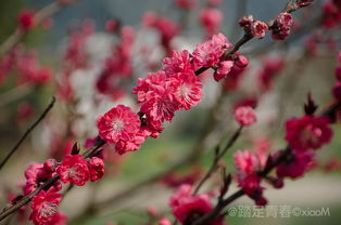 徒步新安江山水画廊 看油菜花开,赏春江两岸