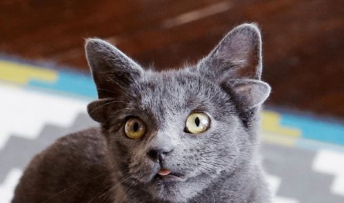 俄罗斯蓝猫爆红网络 头上长4只耳朵,背后故事暖哭网友