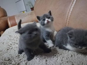 这三只猫是美国蓝猫吗 